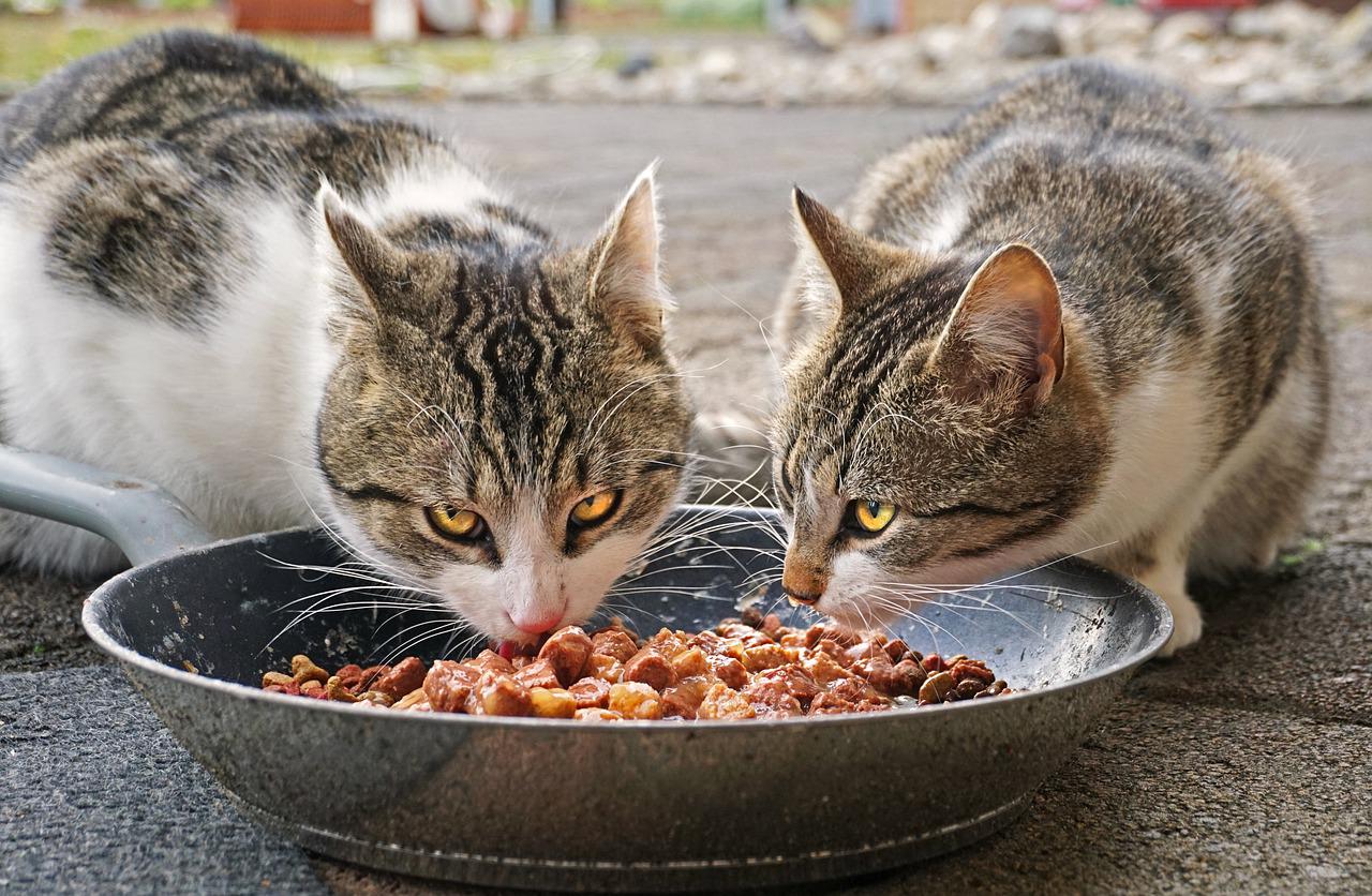 cats, eating, food-4372525.jpg